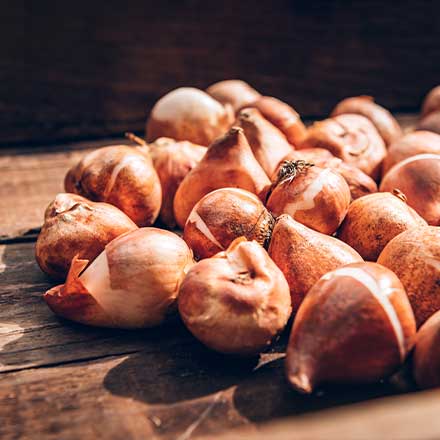 Bulbs & tubers