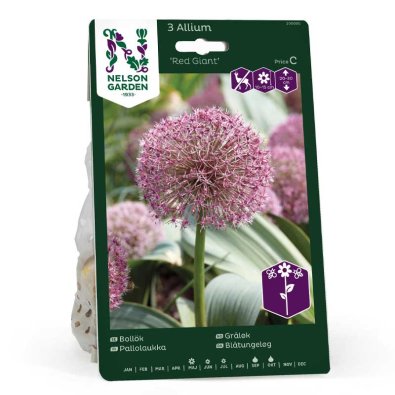 Allium 'Red Giant'
