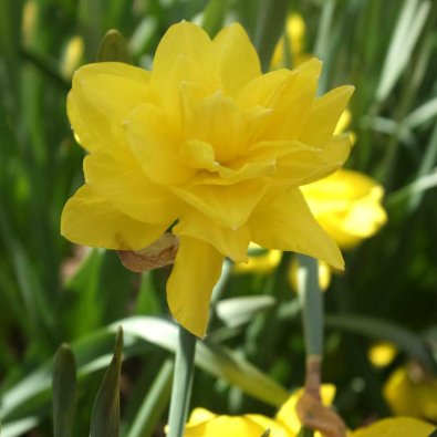 Daffodil 'Golden Ducat'