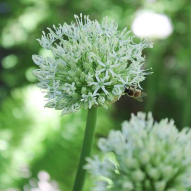 Bearded Onion 'Mount Everest'
