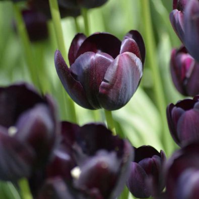 Tulip 'Queen of Night'