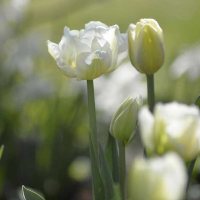 Tulip 'Verona'