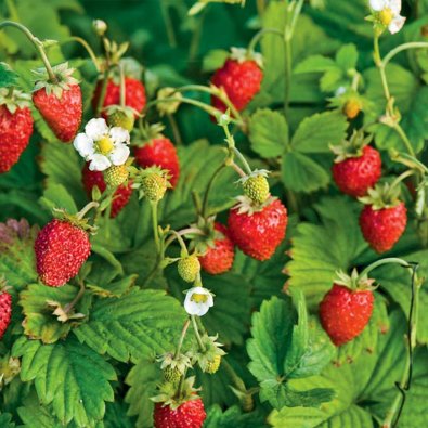 Alpine Strawberry 'Rügen'