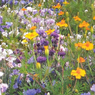 Flowers för nyttoinsekter