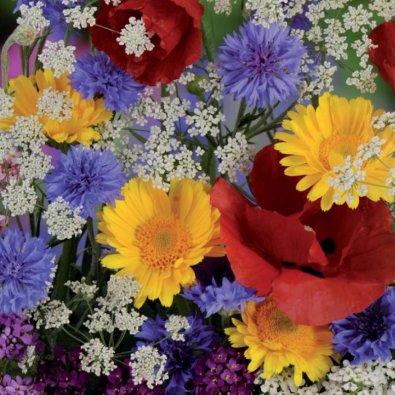 Summer Flower Mix 'Nelson Mixture'