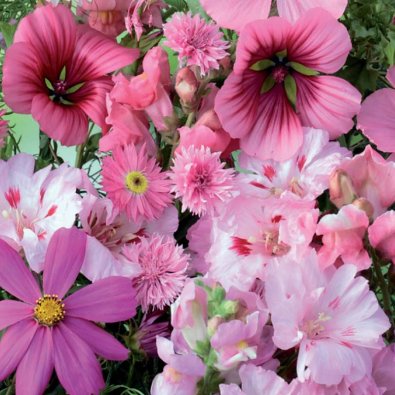 Summer Flower Mix 'Pink Shades'