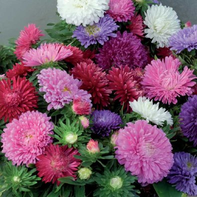 Dwarf Aster 'chrysanthemum mix'