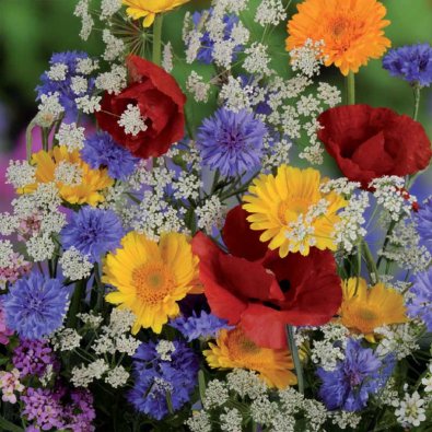 Summer Flowers 'Nelson Mixture'