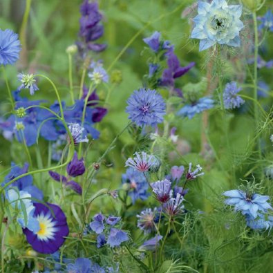 Summer Flowers 'Blue Shades'