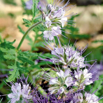 Phacelia blå Organic