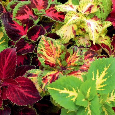 Coleus 'Rainbow'