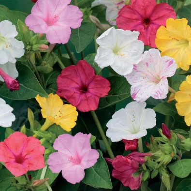 Four o'clock flower mix