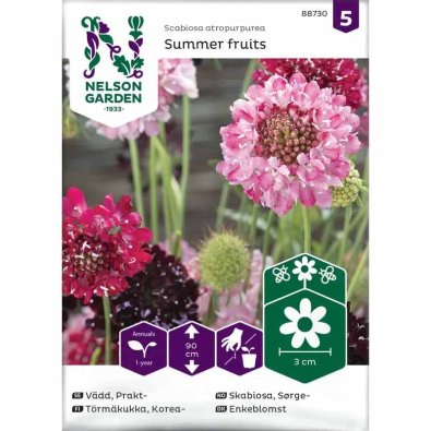 Pincushion Flower 'Summer Fruits'