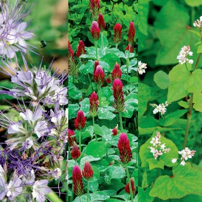 Green Manure Blandning