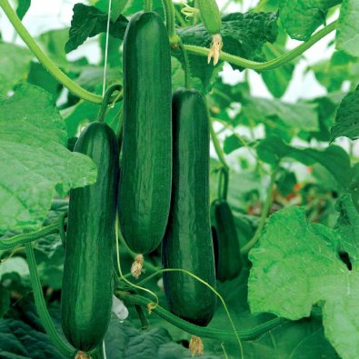 Cucumber 'Passandra'F1