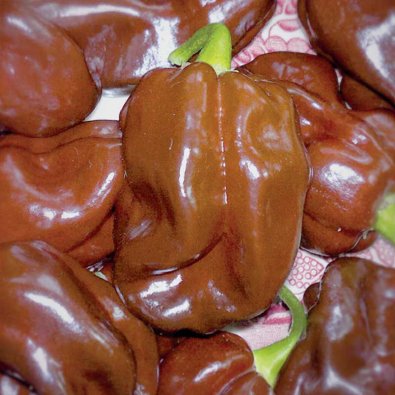 Chili Pepper 'Chocolate Scotch Bonnet'