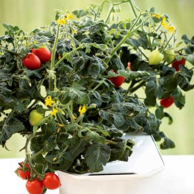 Cherry Tomato 'Twiggy Red' F1 - Harvy