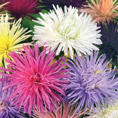 China aster 'Prinette' mix
