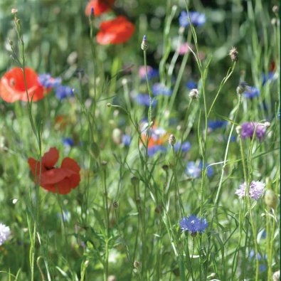 Meadow Flower Seed Mix