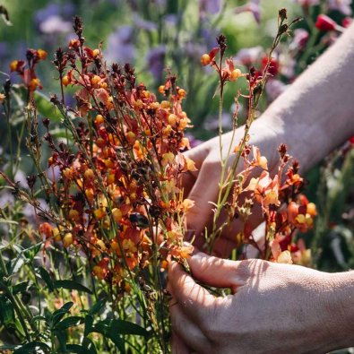 Toadflax 'Licilia Peach'
