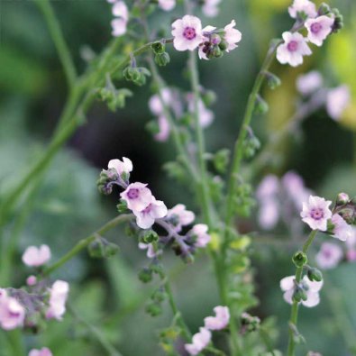Chinese Forget-me-not 'Mystery Rose'
