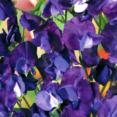 Sweet pea 'Lord Nelson'