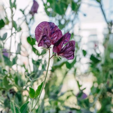 Sweet pea 'Old Spice Mix'
