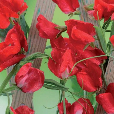 Sweet pea 'Royal Scarlet'