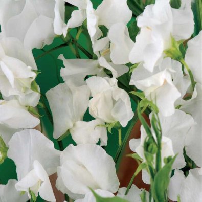 Sweet pea 'Royal White'