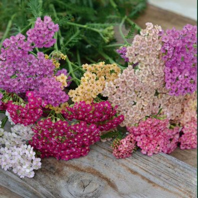 Yarrow 'Summer Pastels'