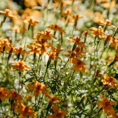 Dwarf Marigold 'Lemon Star'