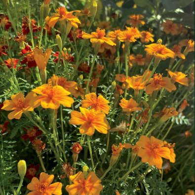Dwarf Marigold 'Tangerine Gem'