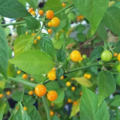 Chili Pepper 'Aji Charapita Yellow'