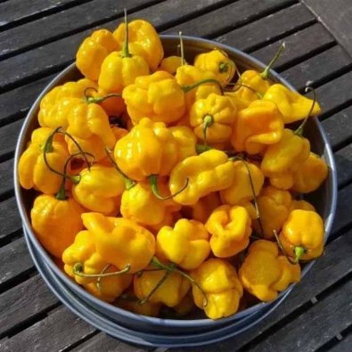 Chili Pepper 'TSC Yellow Scotch Bonnet'