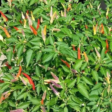 Chili Pepper 'Basket of Fire'
