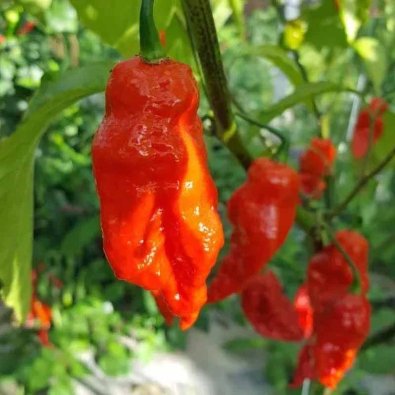 Chili Pepper 'Shabu Shabu'