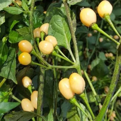 Chili Pepper 'Capezzoli di Scimmia'