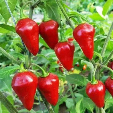 Chili Pepper 'Red Egg'