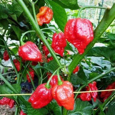Chili Pepper 'Naga Giant'