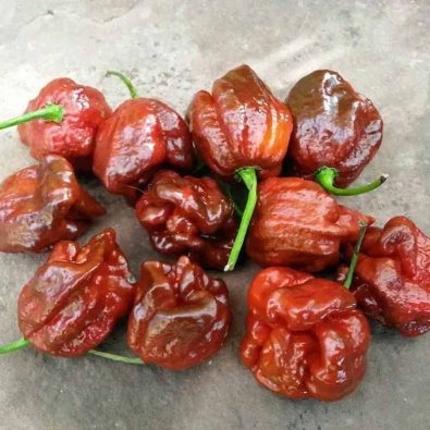 Chili Pepper '7 Pot Brown'