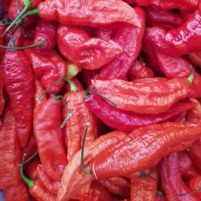 Chili Pepper 'Naga Jolokia'