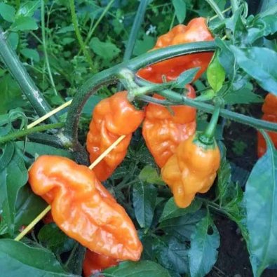 Chili Pepper 'Carbonero'