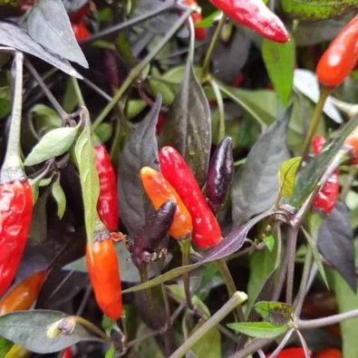 Chili Pepper 'Bird Eyes Black'