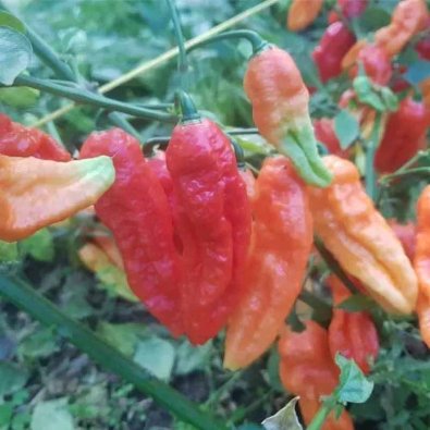 Chili Pepper 'Naga dorset red'