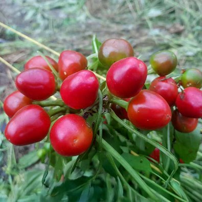 Chili Pepper 'Fireball'