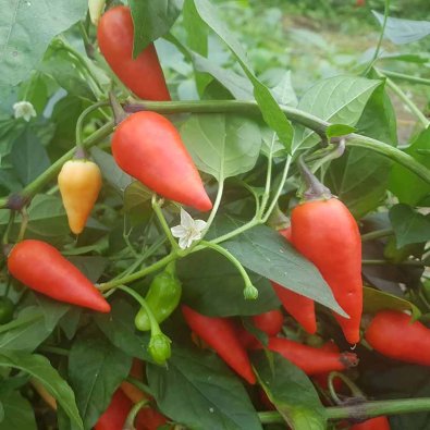 Chili Pepper 'Plum Gum Brasil'