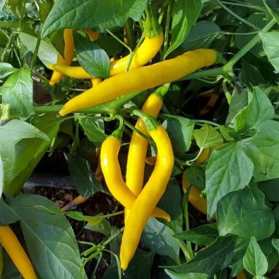 Chili Pepper 'Golden Cayenne'