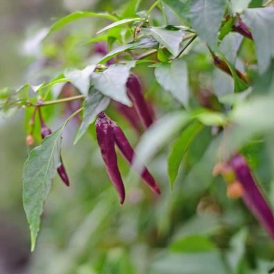 Chili Pepper 'Cayenne Purple'
