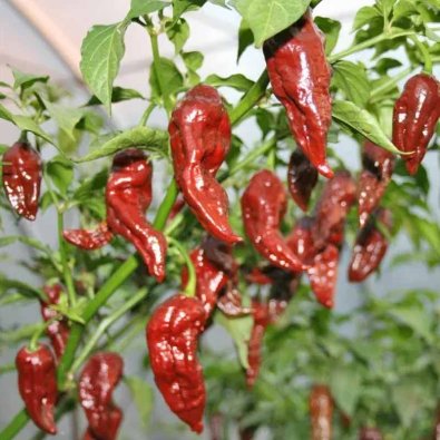 Chili Pepper 'Bih Jolokia Brown'