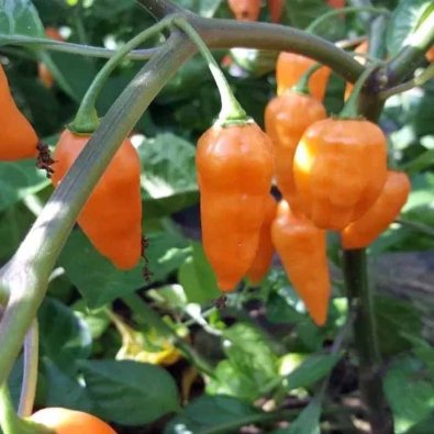 Chili Pepper 'Orange Lantern'